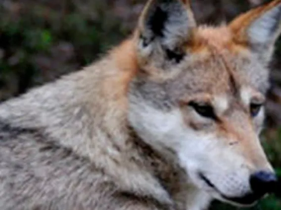 Mexican wolf