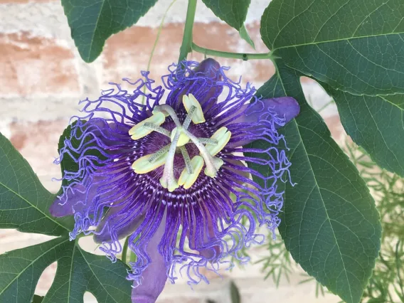 Passionfruit flower, Tucson.