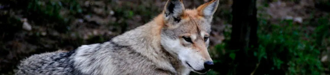 Mexican wolf