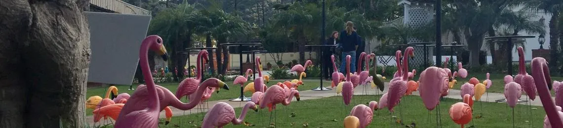 flamingos
