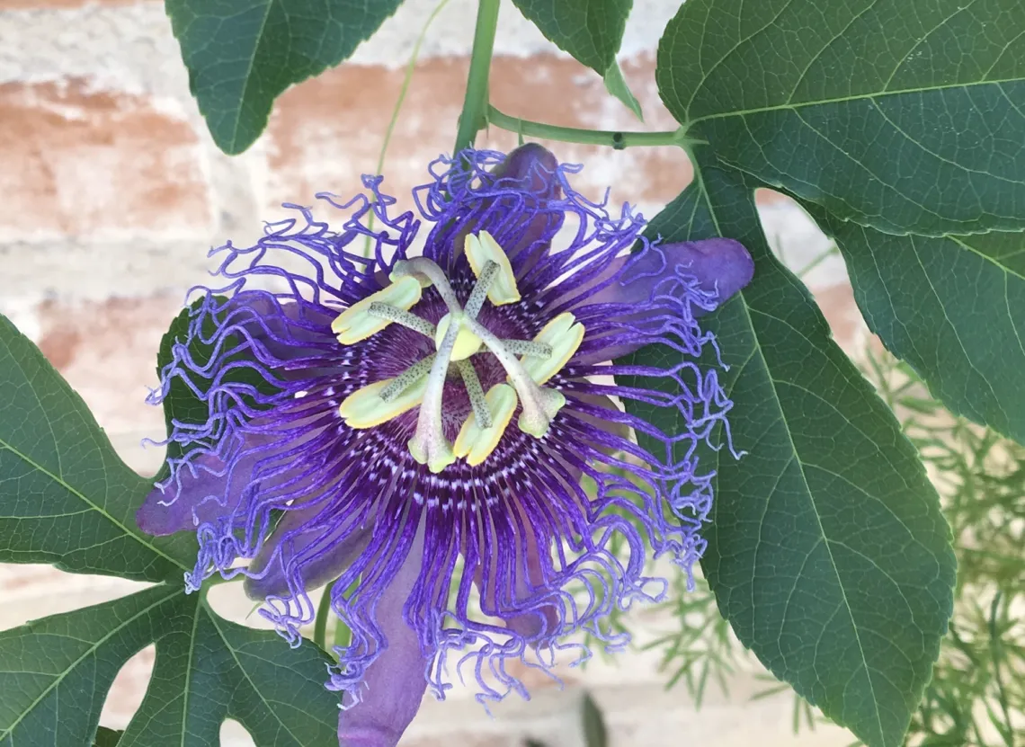 Passionfruit flower, Tucson.