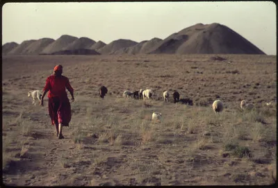 Navajo Shpeherd