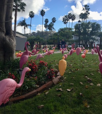 PAG flamingos