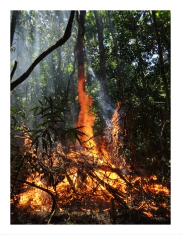 Study Shows Impacts of Deforestation and Forest Burning on