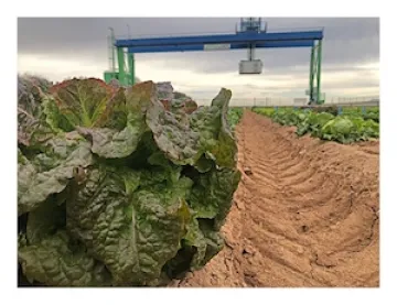 Lettuce