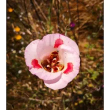 Calochortus venustus